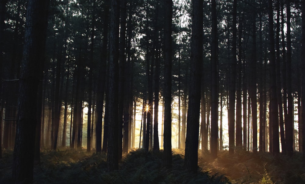 sunrise piercing through trees