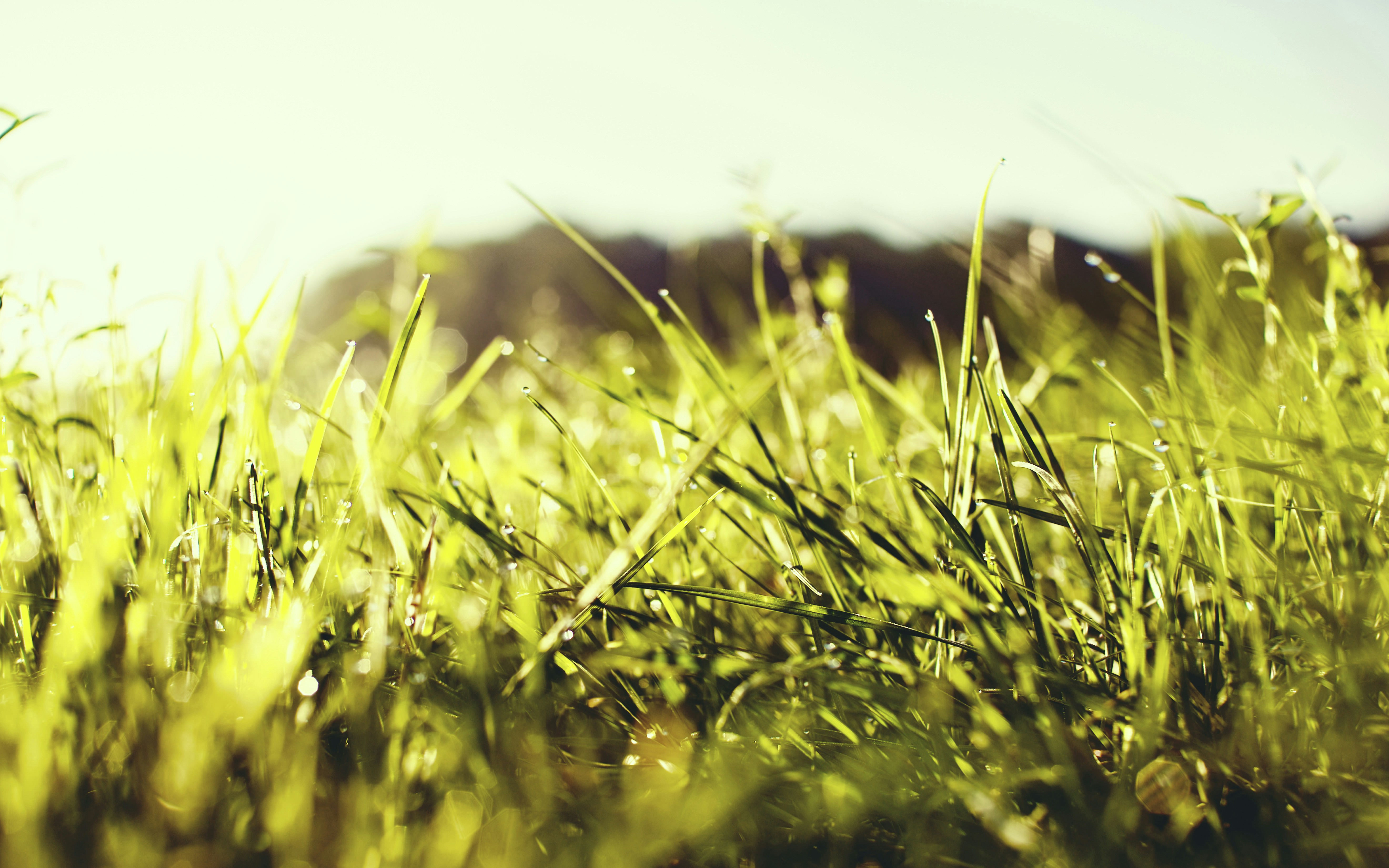 Champ d’herbe verte