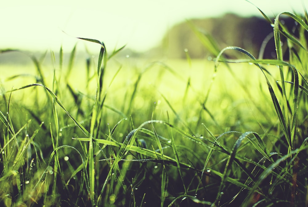 green field with water drops