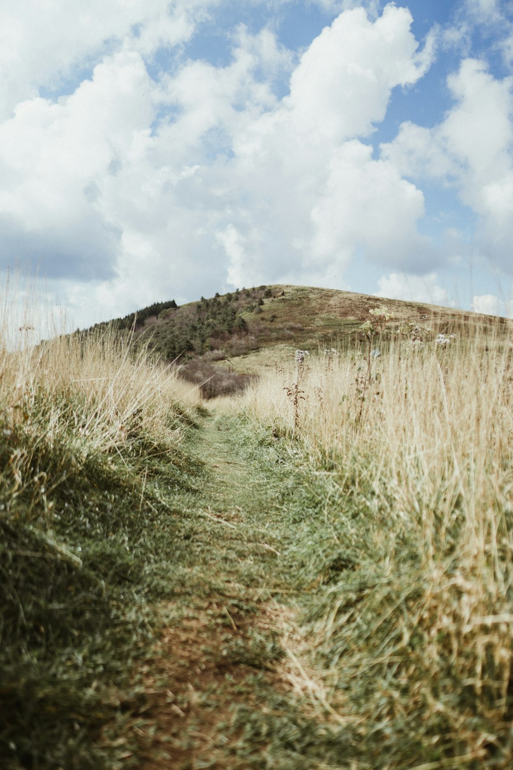 green grass on ground covered pathway