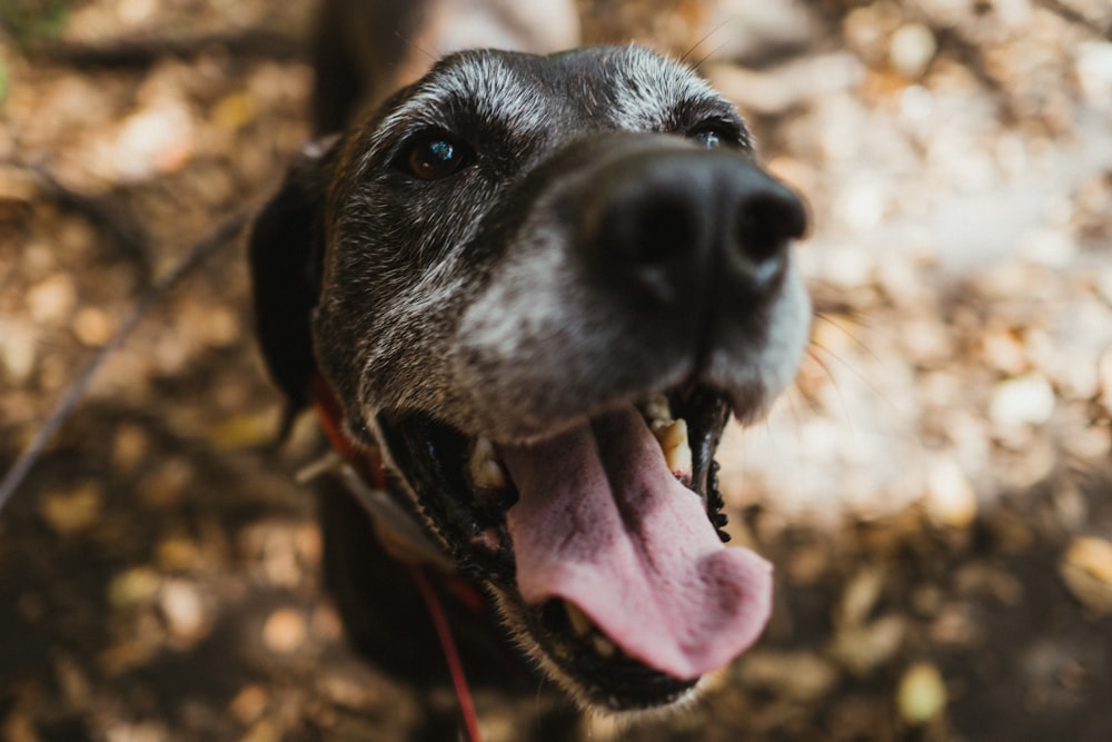 short-coated black and white dog selective focus photography