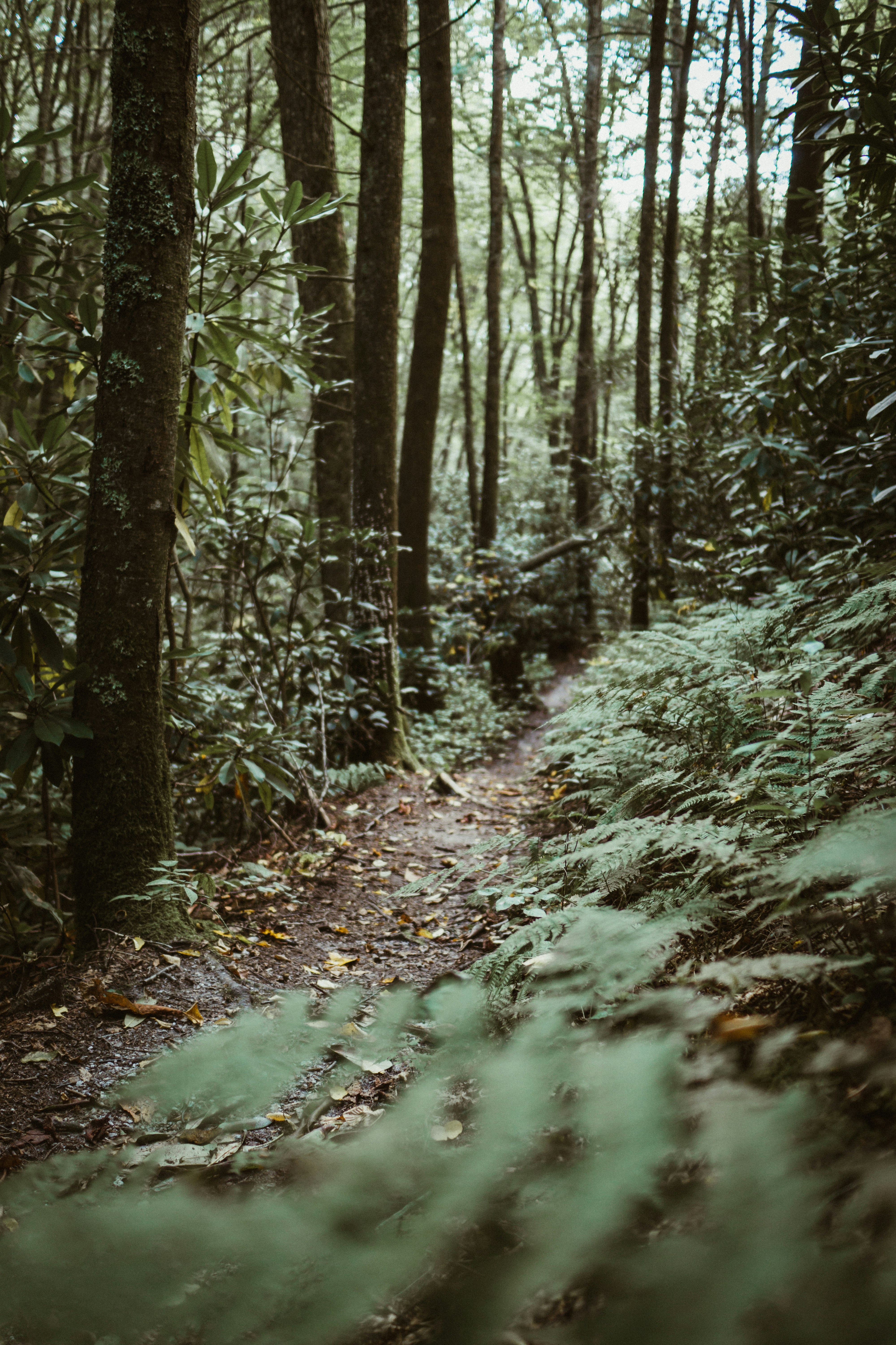 Bugün öğrendim ki: Appalachian Yürüyüş Yolu'nu...
