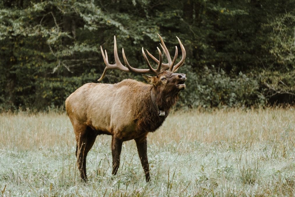 Bull elk standing in a Wyoming meadow with snow-capped mountains in the background