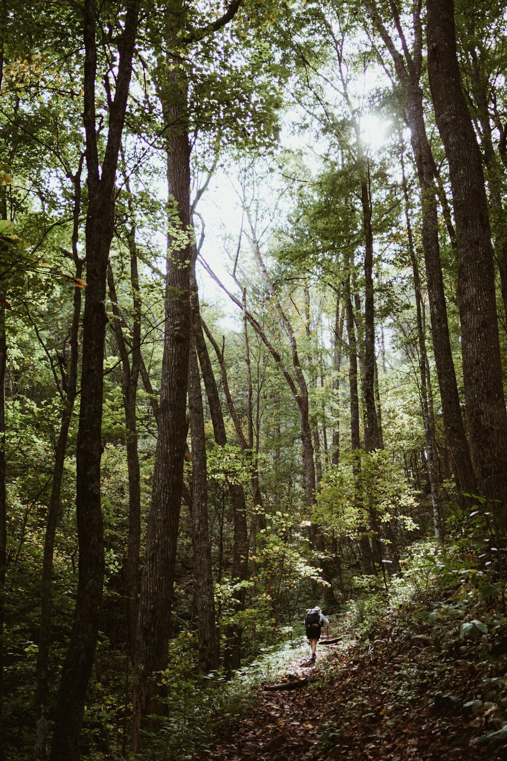 personne marchant dans la forêt pendant la journée