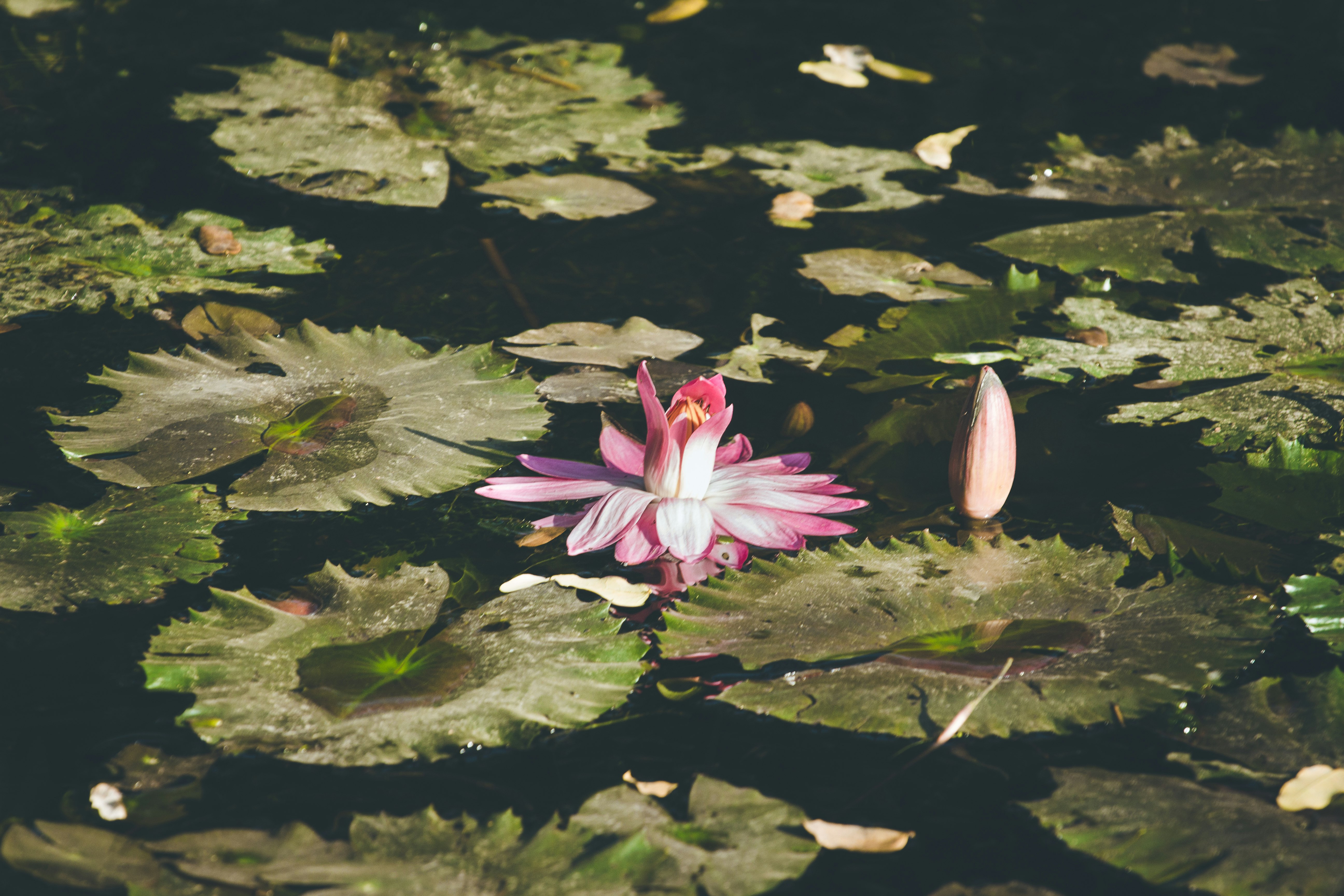 pink lotus flower in body of water