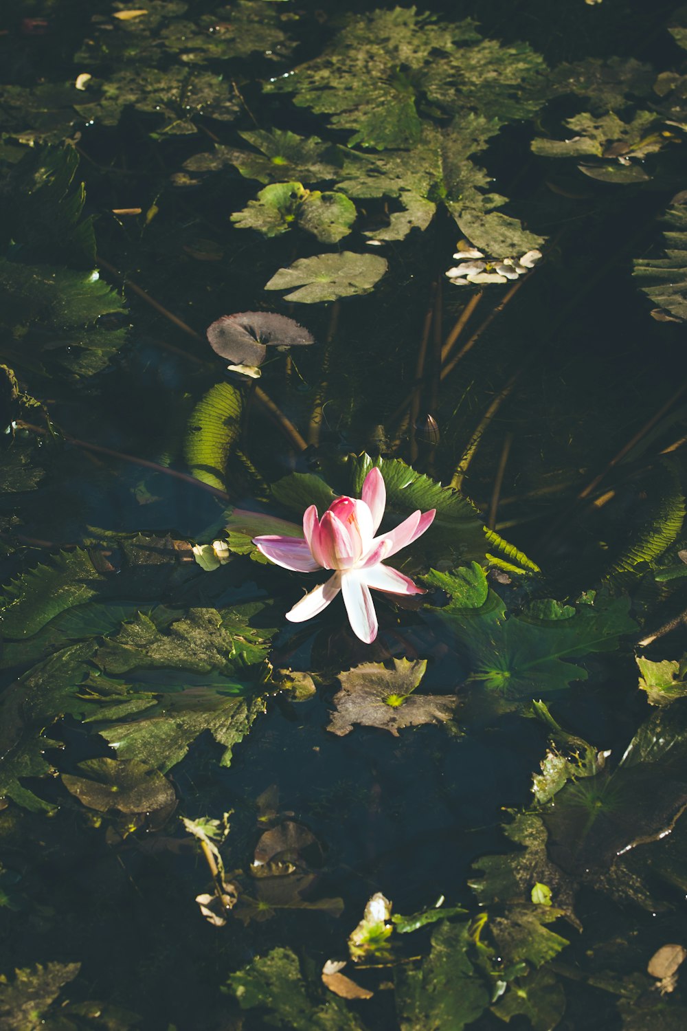 white and pink lotus flower