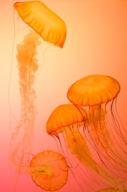 four orange jellyfish