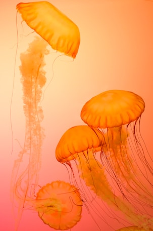 four orange jellyfish