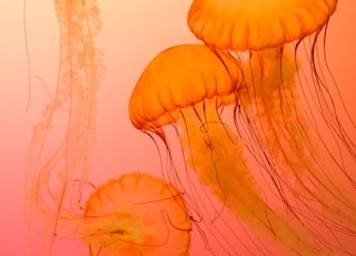 four orange jellyfish