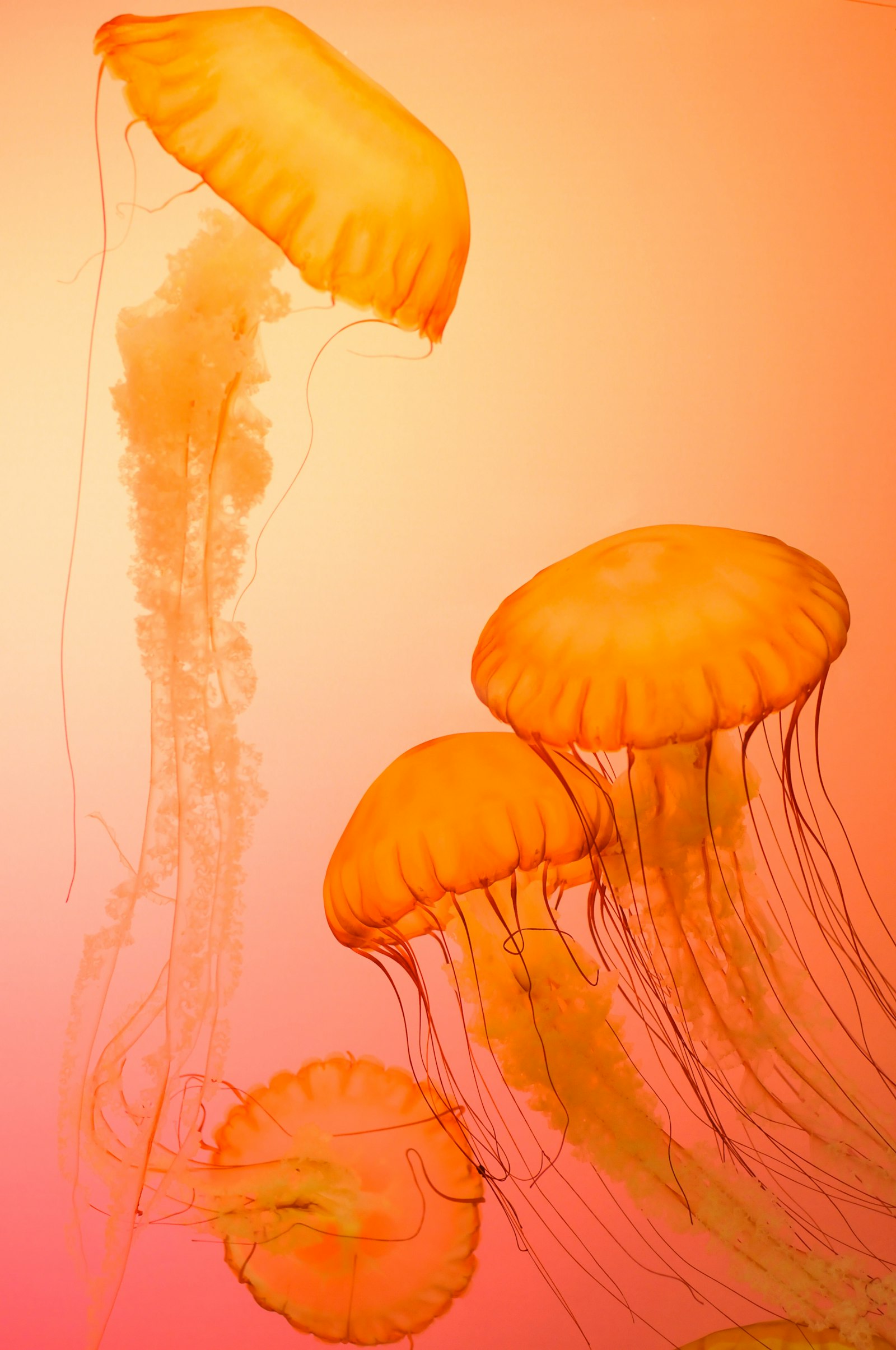 Nikon D300 + Nikon AF Nikkor 50mm F1.4D sample photo. Four orange jellyfish photography