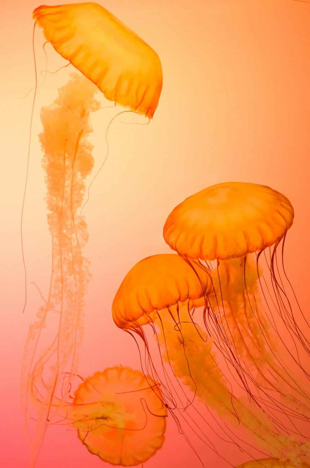 four orange jellyfish