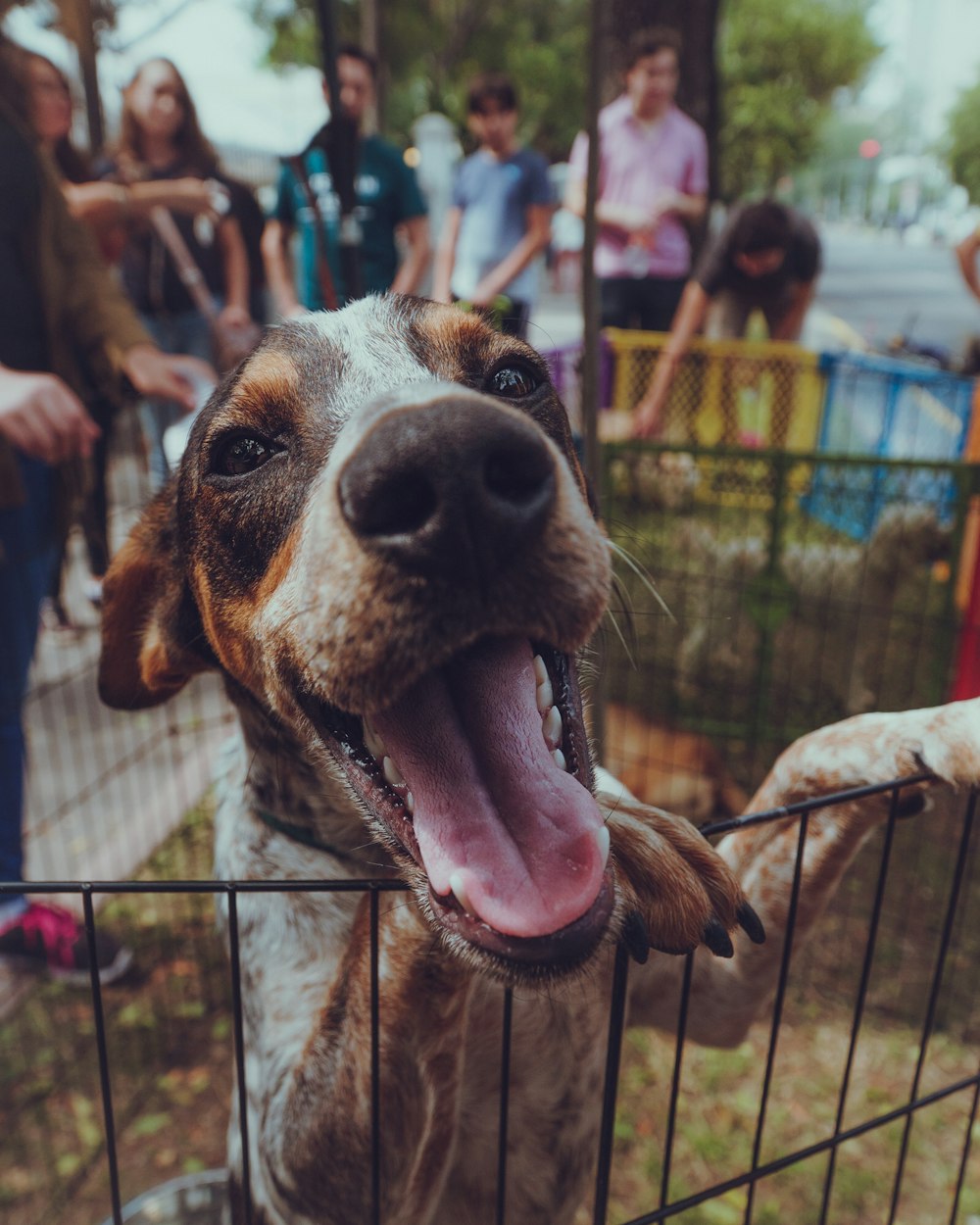 close up photography of short-coated brown and white dog