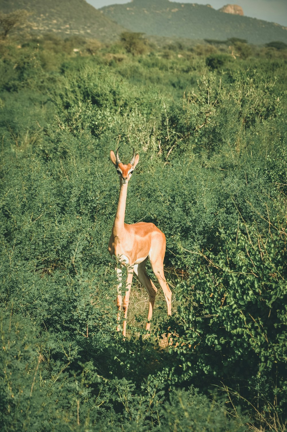 brown deer standing near plant