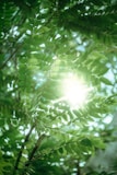 green plant under white sky