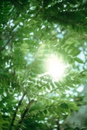 Sunlight filtering through lush green leaves over a rustic wooden garden table.