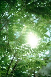 Sunlight filtering through leaves onto a yoga mat laid out on wooden floor.