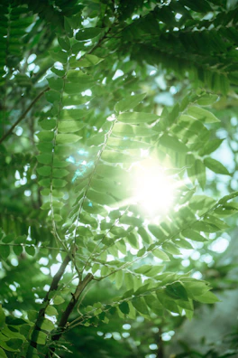 Sunlight filtering through lush green plants in a serene yoga studio.