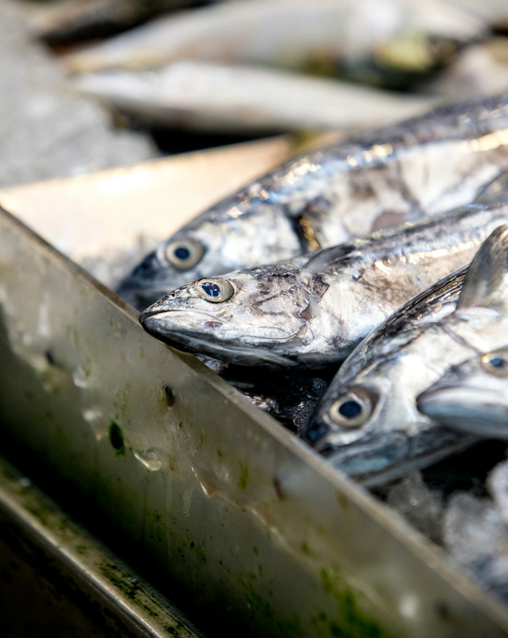 Grauer Fisch auf Tablett