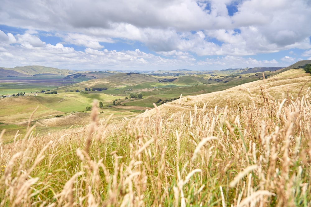 brown grass field