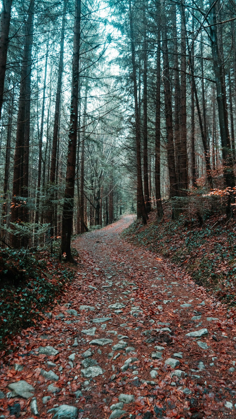 road covered with fall leaves surrounded by trees