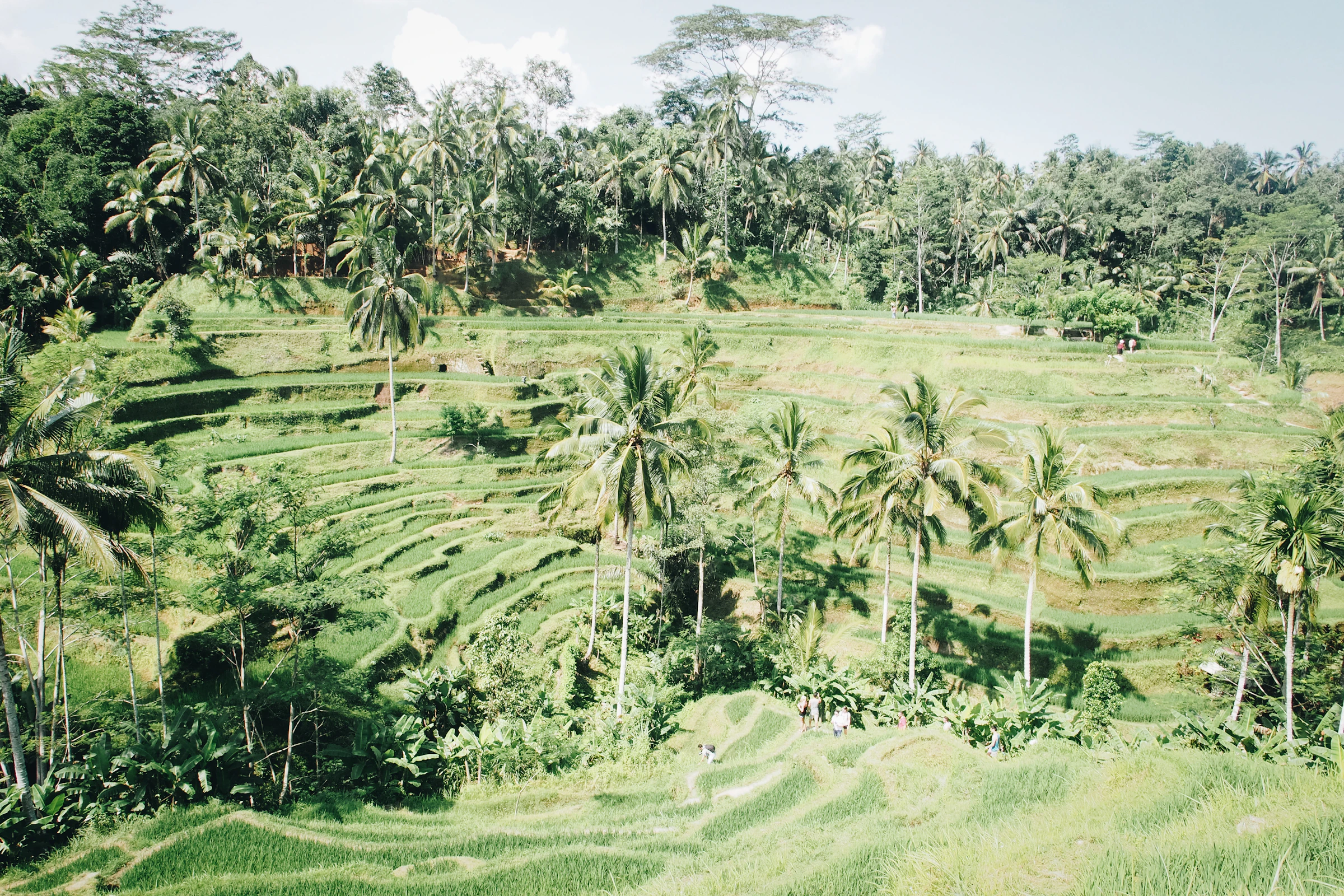 Les rizières luxuriantes de Bali