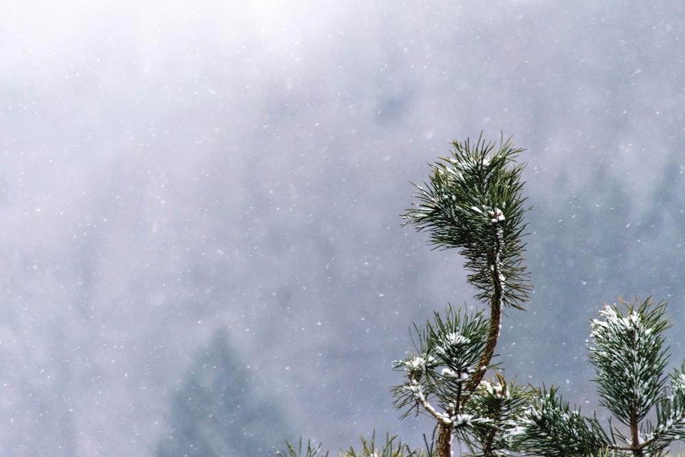 pin vert avec de la neige