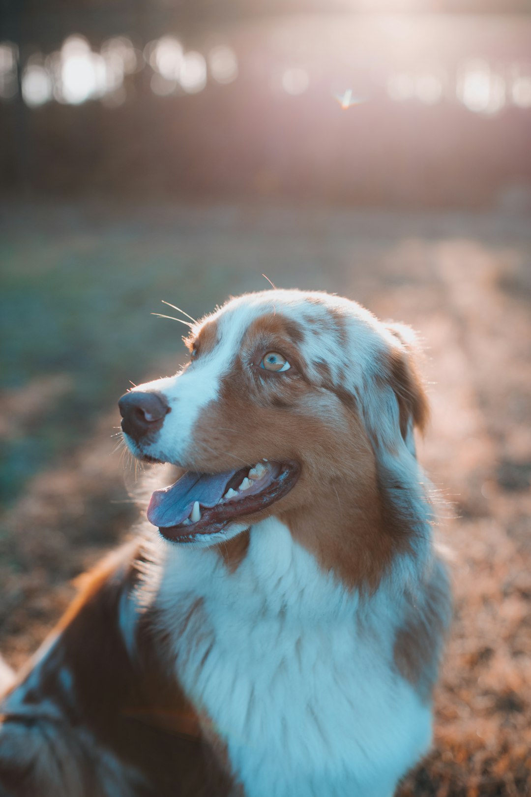 selective focus photography of brown and white dogs