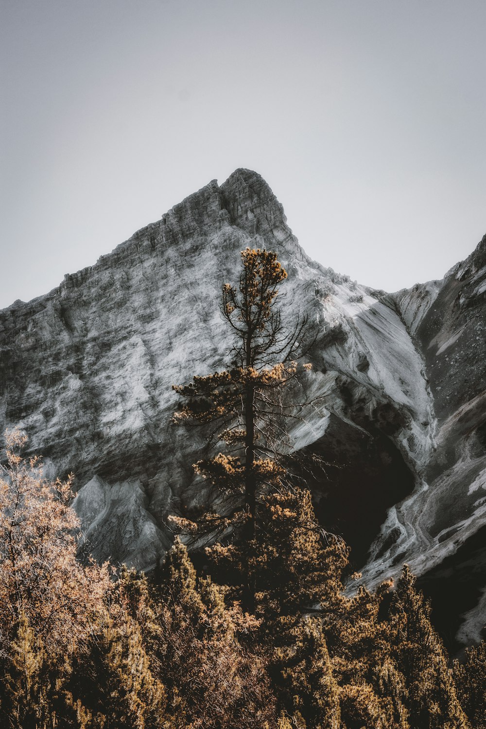 Arbres bruns et verts près de la montagne pendant la journée