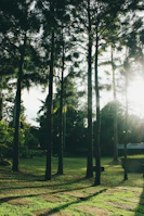 A bright outdoor scene with natural elements and soft shadows.