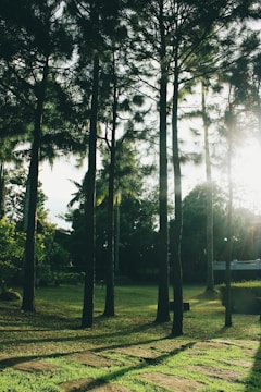 Wide-angle view of an outdoor scene with natural light and subtle shadows