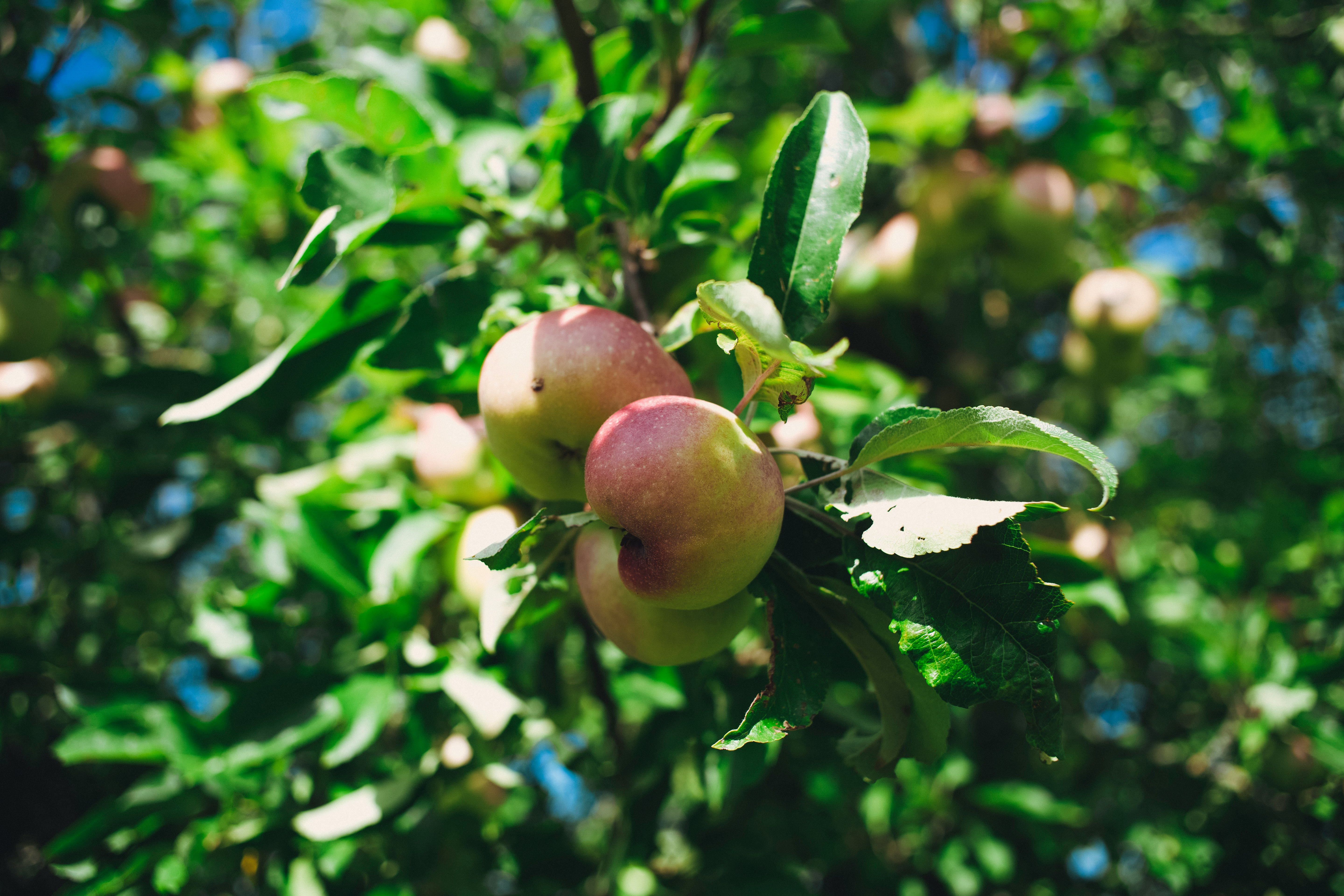 red apple fruit tree during daytime