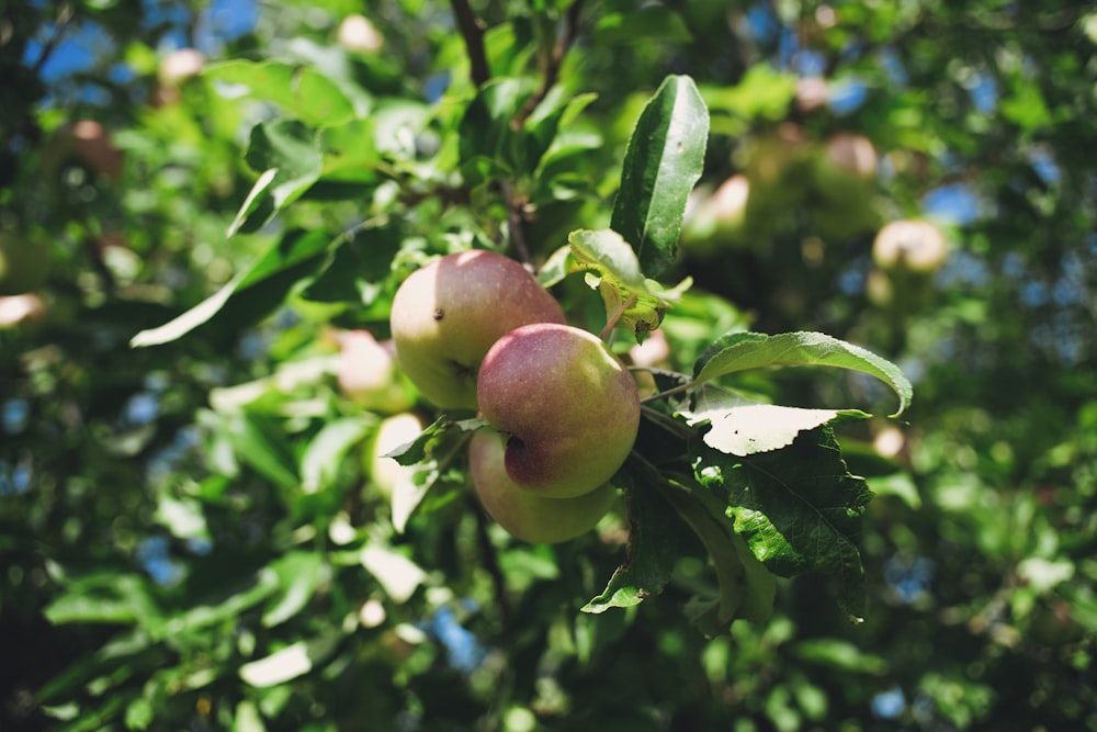 red apple fruit tree during daytime