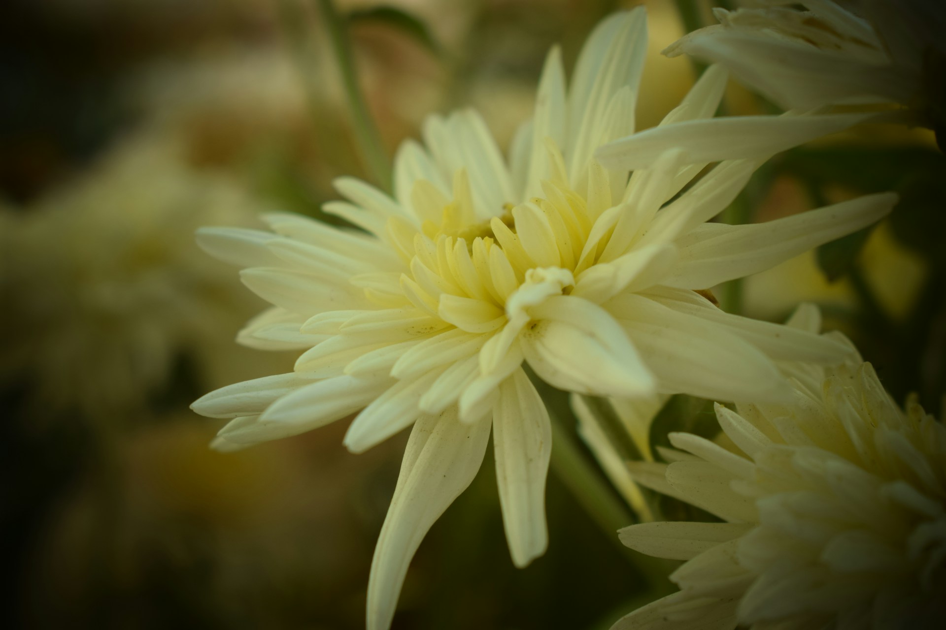 A serene close-up of a delicate yellow flower bathed in soft natural light, embodying the calm and natural vibe of flow naturel.