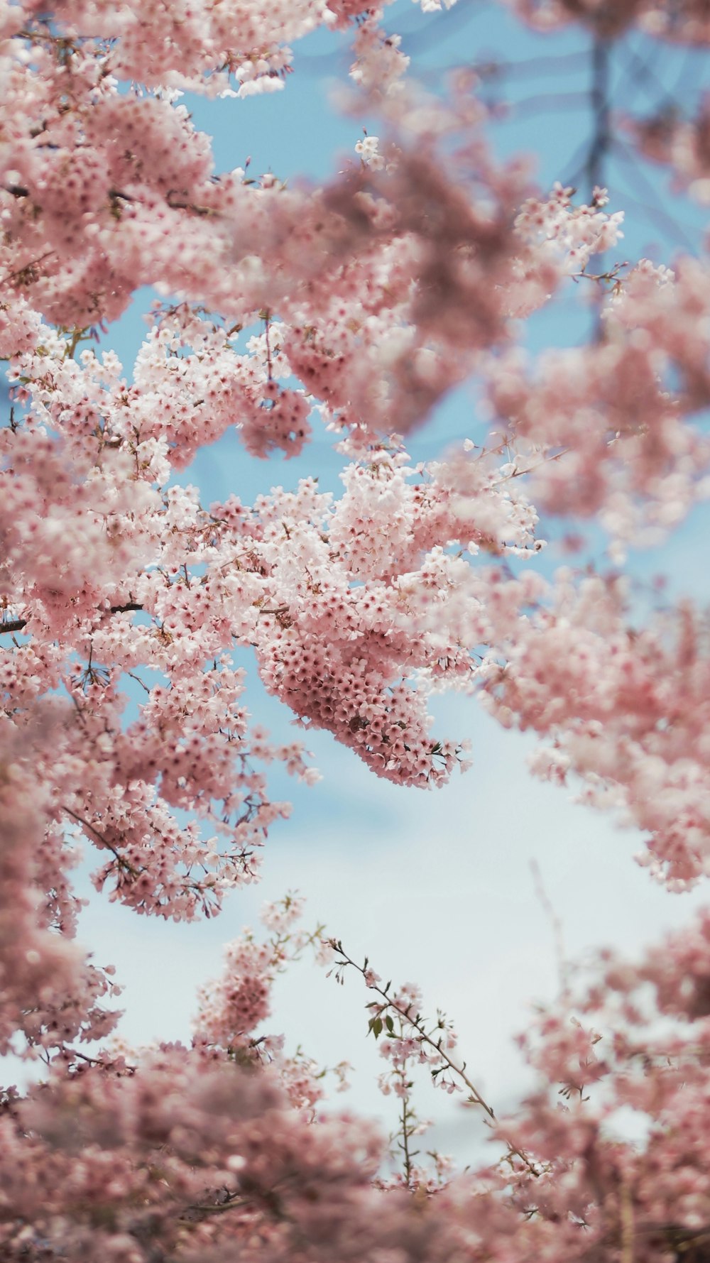 fotografia de foco seletivo de árvores cor-de-rosa