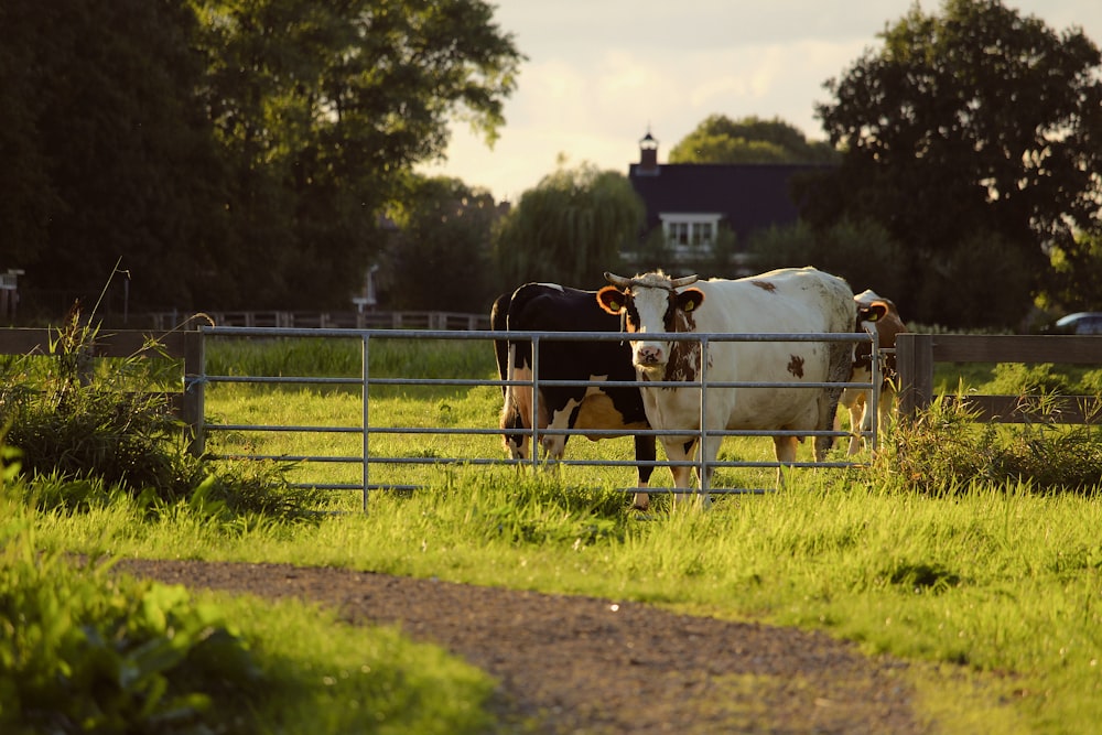 duas vacas pretas e brancas no quintal