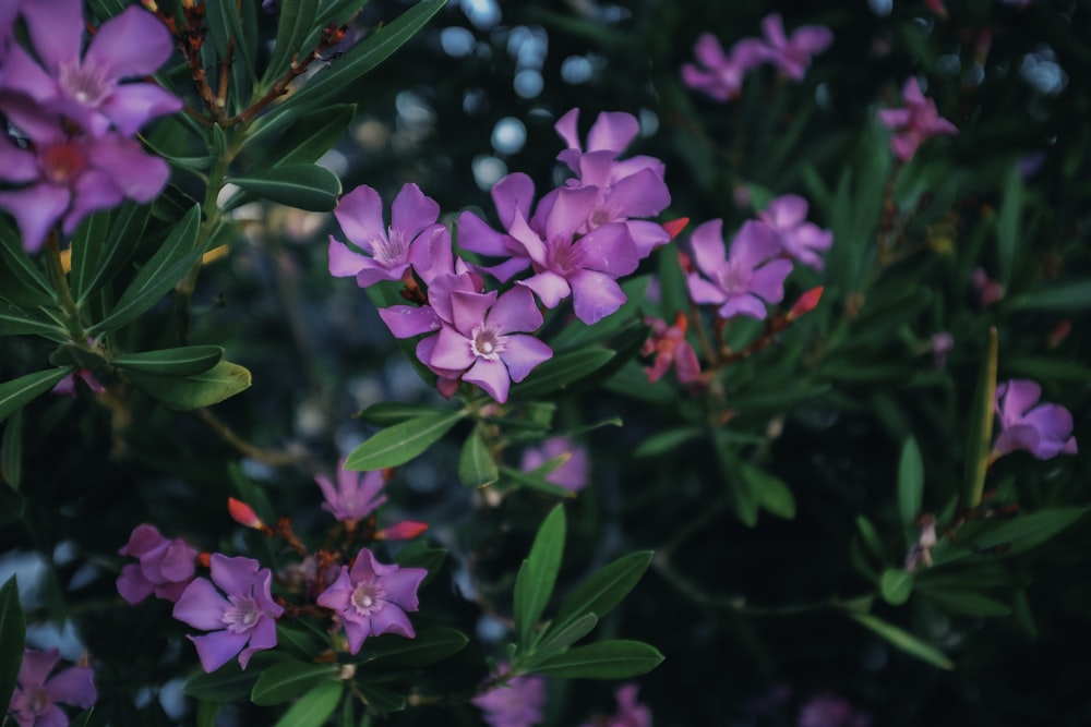 pink petaled flower of blossoming tree