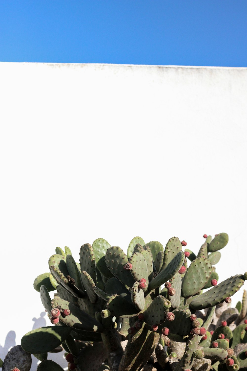 green and red cactus