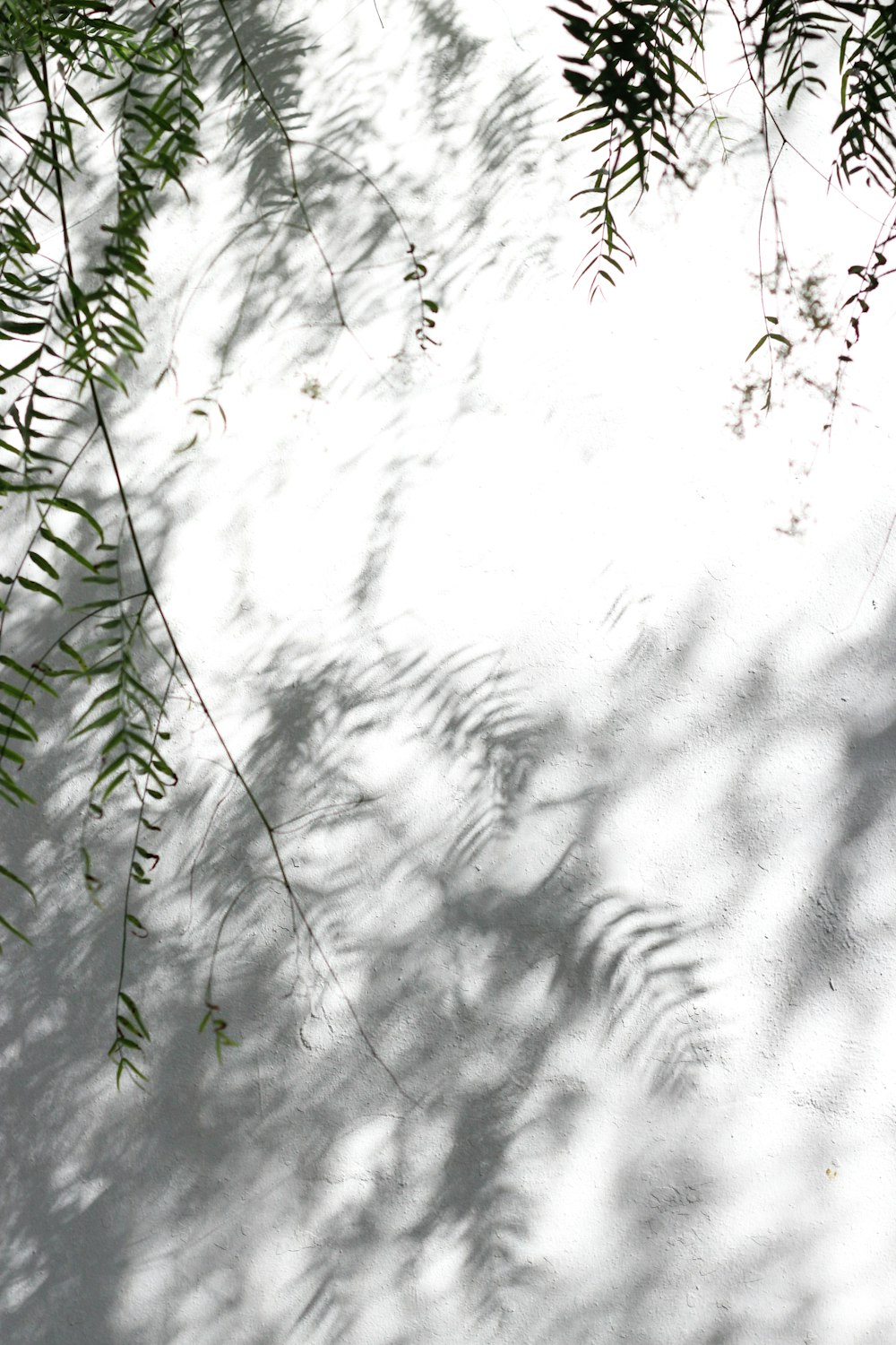 green tree leaves casting shadow on grround