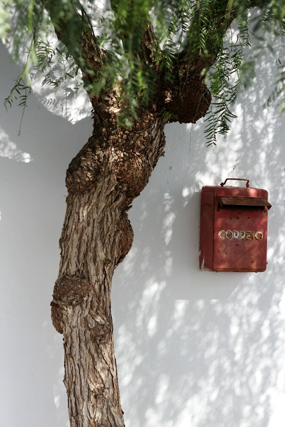 green leafed tree