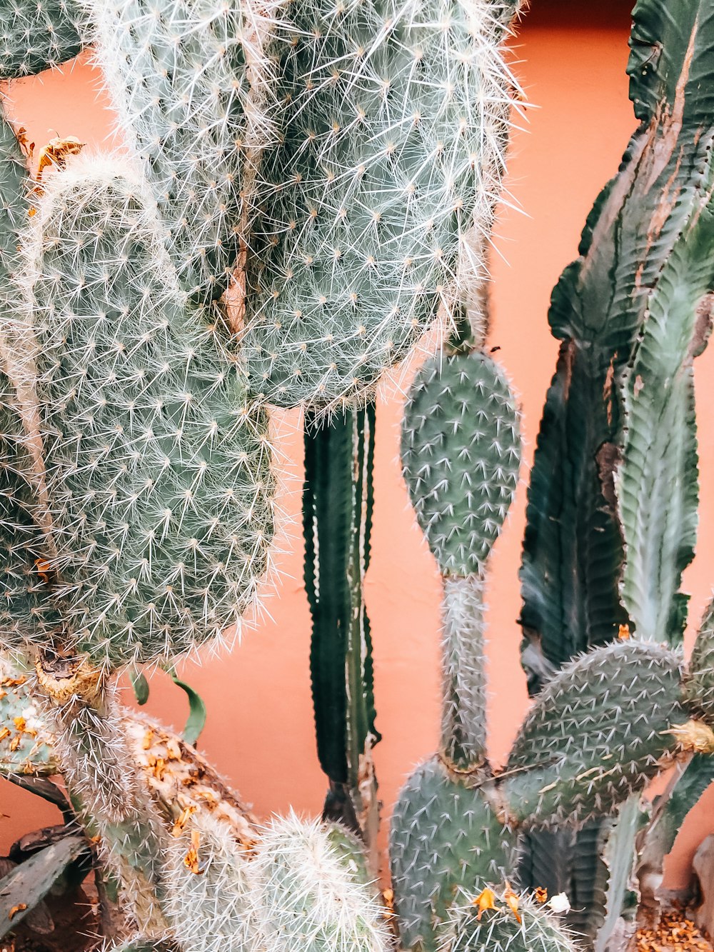 green cactus