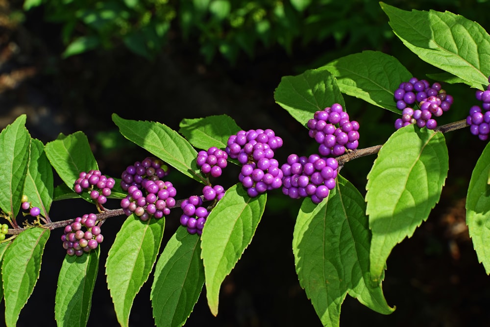 shallow focus photography of purple fruits