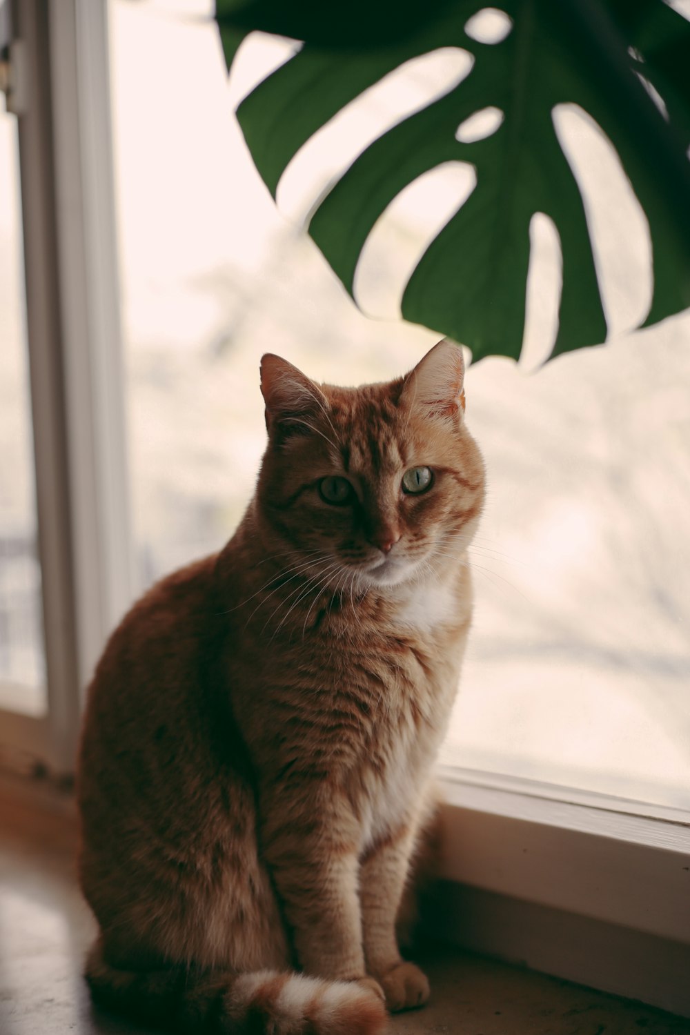 gato atigrado naranja