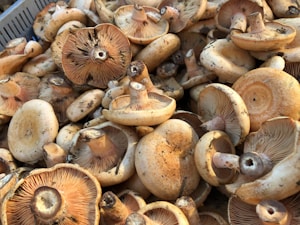 Mixed Mushroom Basket