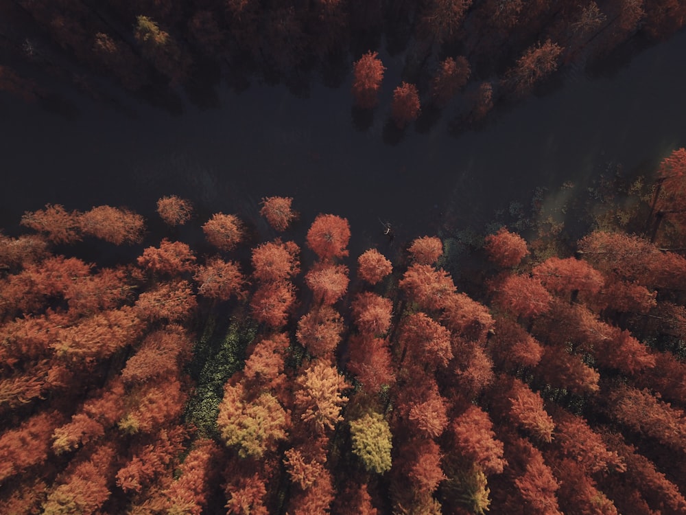 aerial view of brown trees