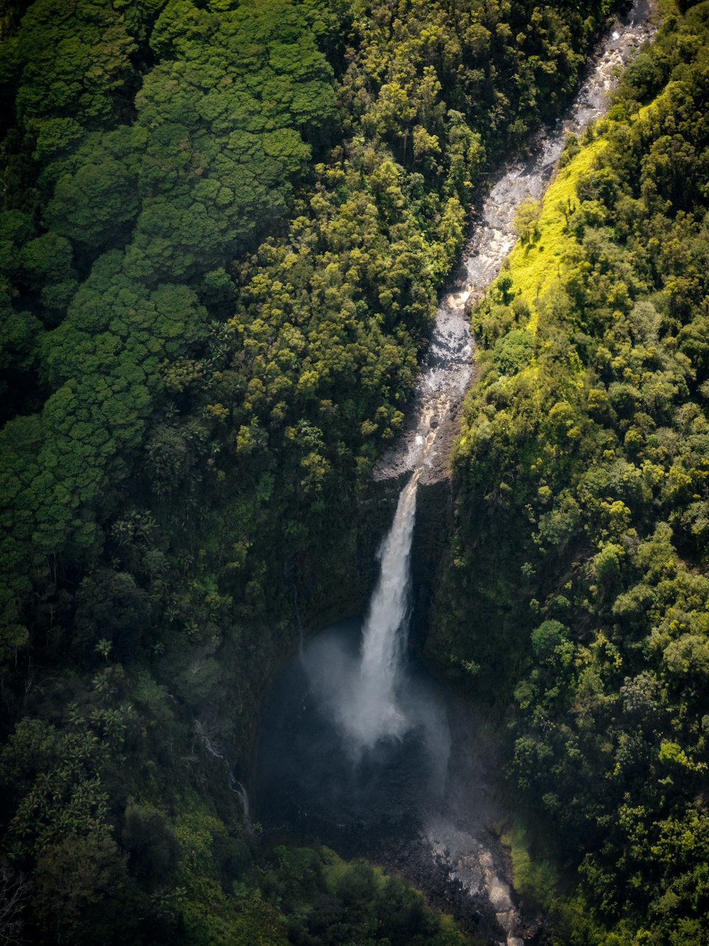 waterfalls surrounded by green trees