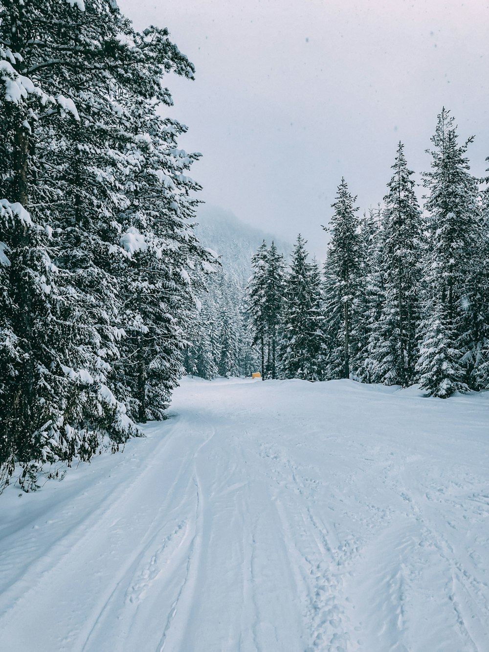 pine trees between snowy road
