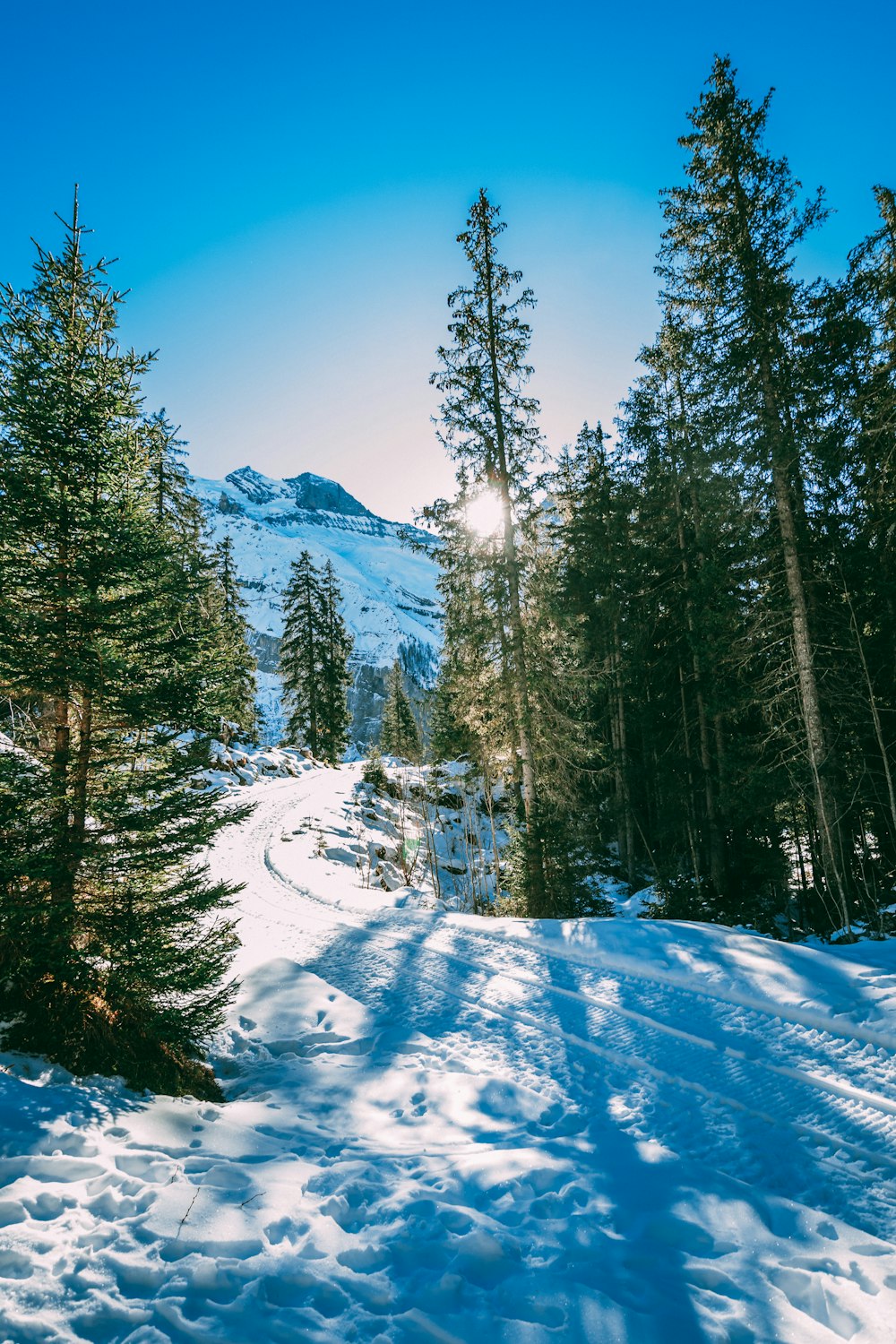 landscape photo of pine tree