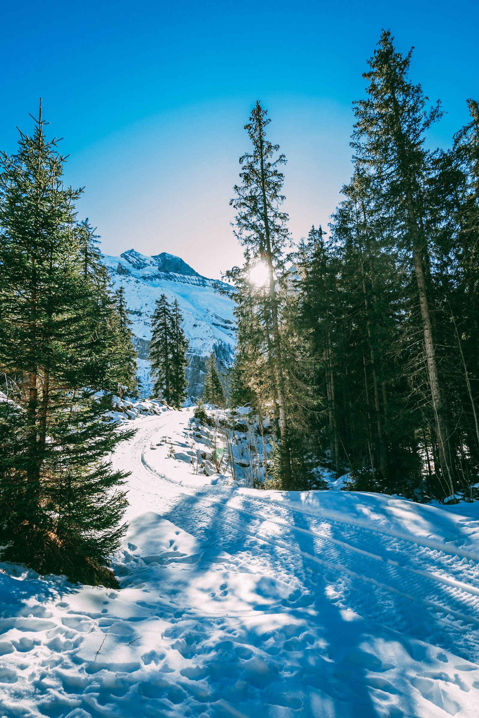 Nikon D5300 + Tokina AT-X Pro 11-16mm F2.8 DX II sample photo. Landscape photo of pine photography