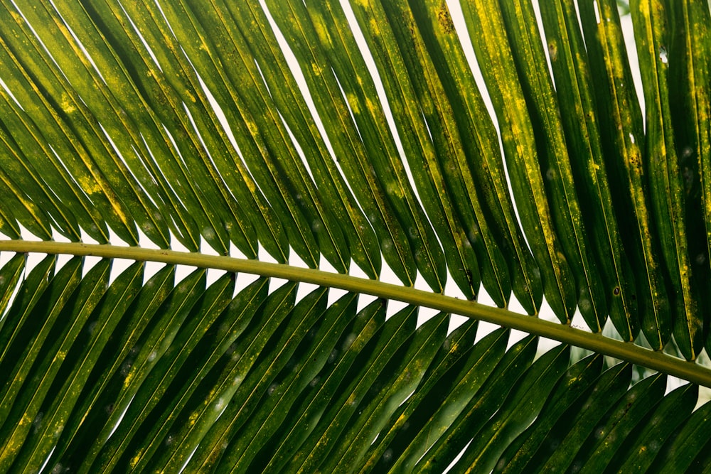 green coconut leaves