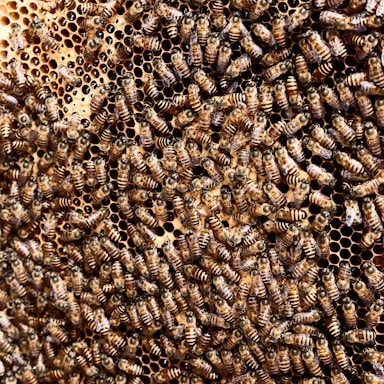 brown beehive
